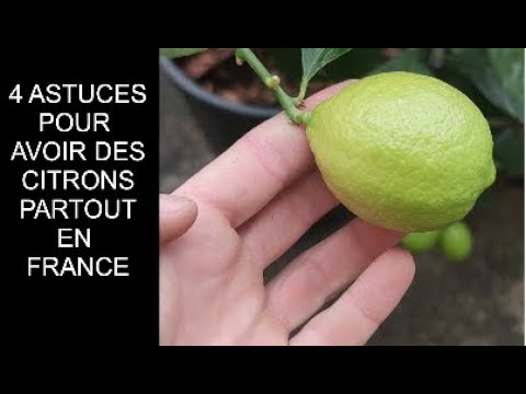 4 ASTUCES POUR ÊTRE AUTONOME EN CITRON PARTOUT EN FRANCE.  Tuto citronnier en pot. 2023