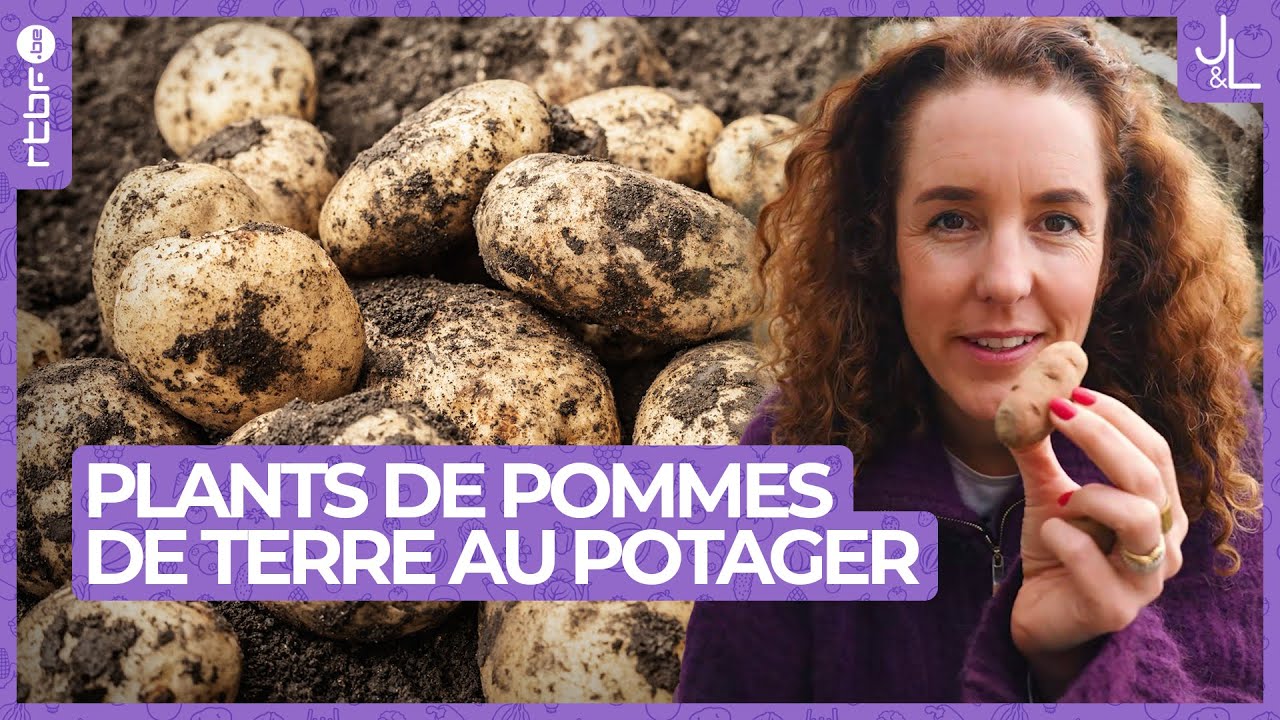 Plants de pommes de terre : mes conseils pour les faire germer avec succès | Jardins et Loisirs