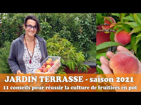 CULTIVER des FRUITIERS EN POT : 11 astuces à savoir