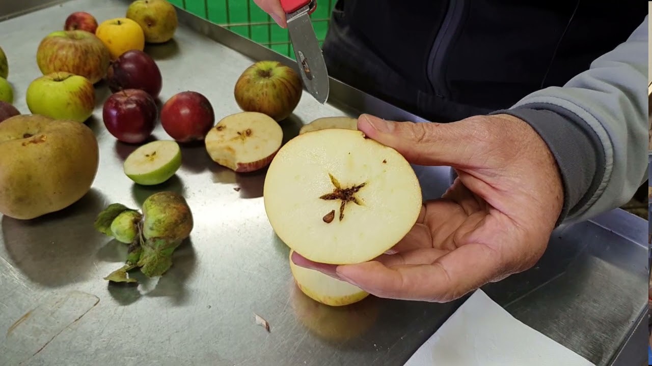 4. Comment évaluer la maturité de ses pommes pour un jus de qualité !