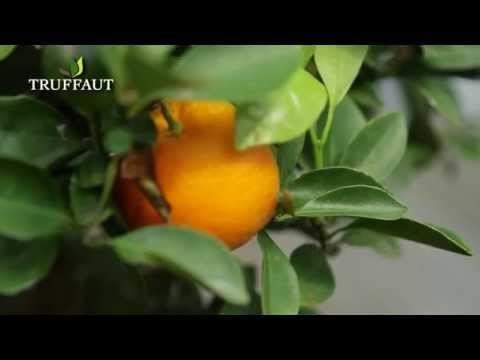 Planter un agrume: le calamondin en pot - Truffaut