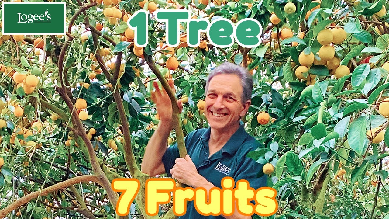 The Amazing 150-Year-Old Kumquat Tree That Produces 7 Different Varieties of Citrus!