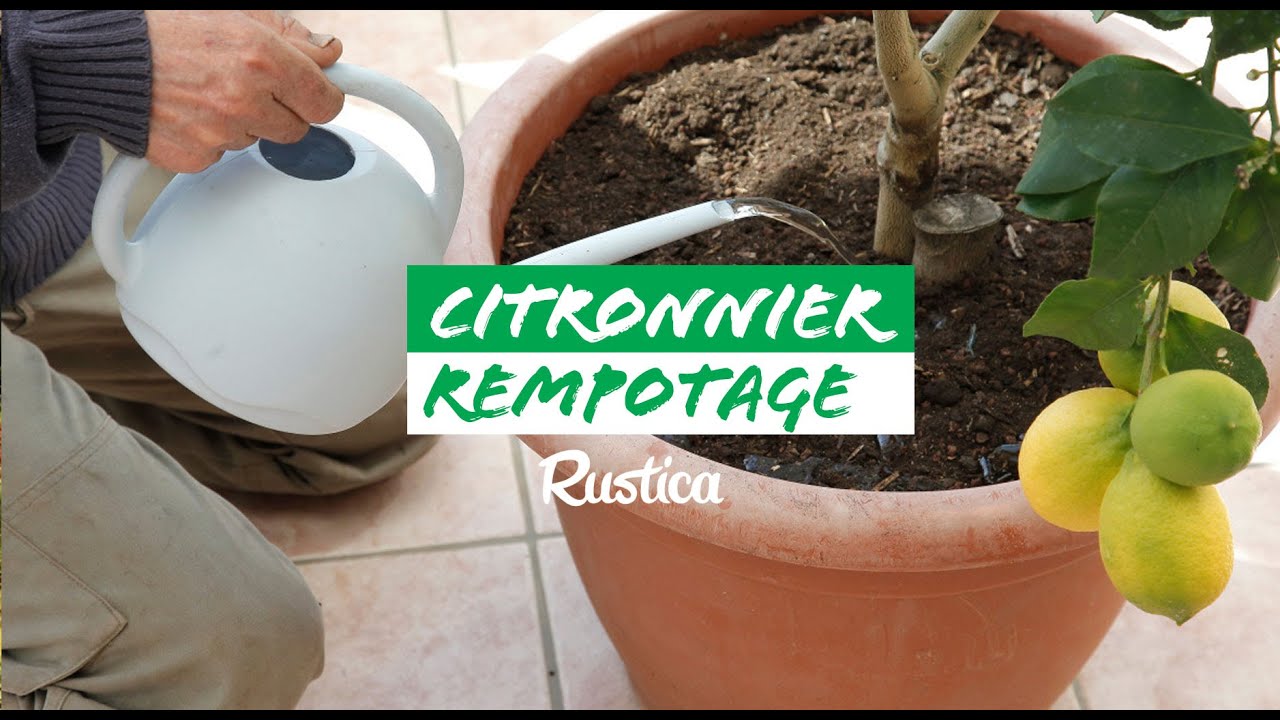Réussir le rempotage d'un citronnier : pas-à-pas