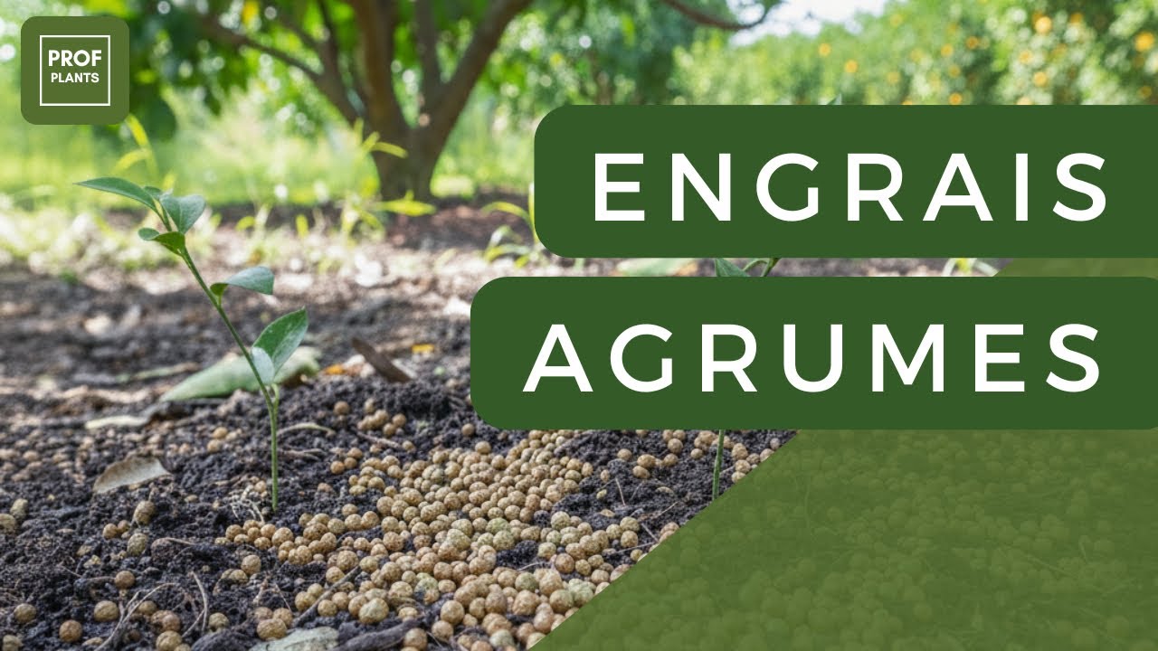 ENGRAIS AGRUMES : FAIRE FRUCTIFIER CITRONNIER ET ORANGER RAPIDEMENT
