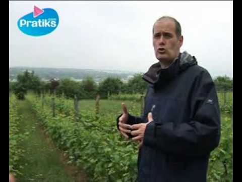 Comment et ou planter un vignoble (sol et relief)
