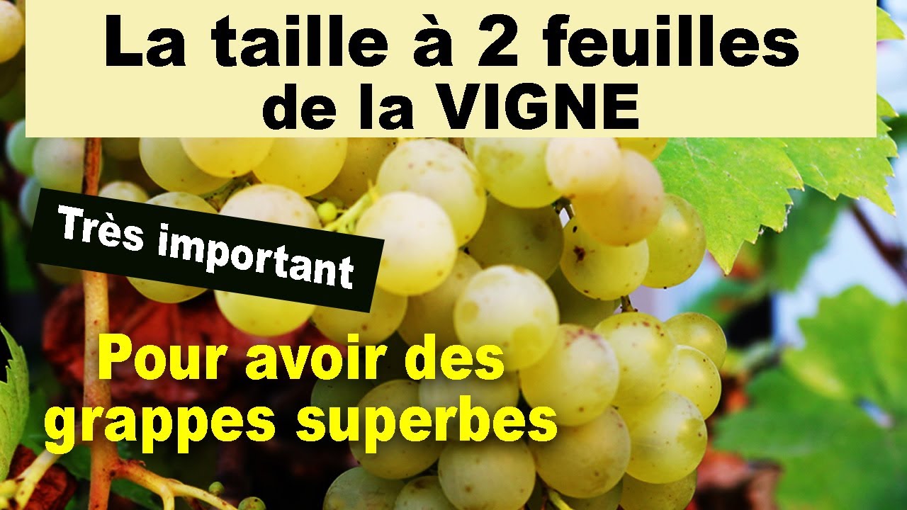 La taille à 2 feuilles de la vigne de table en 2023