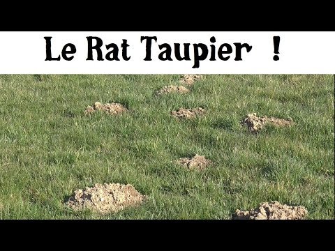 Le Campagnol (Mangeur de légumes) !