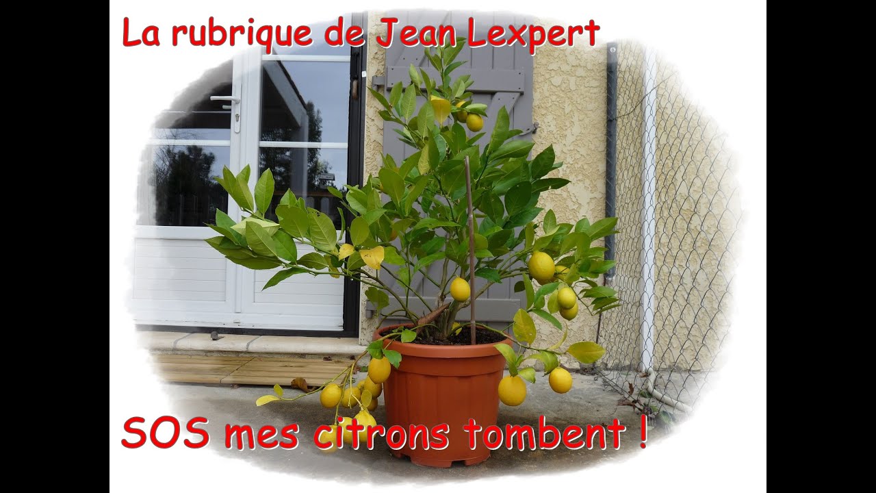 Mon citronnier perd ses citrons - Monjardindansleslandes