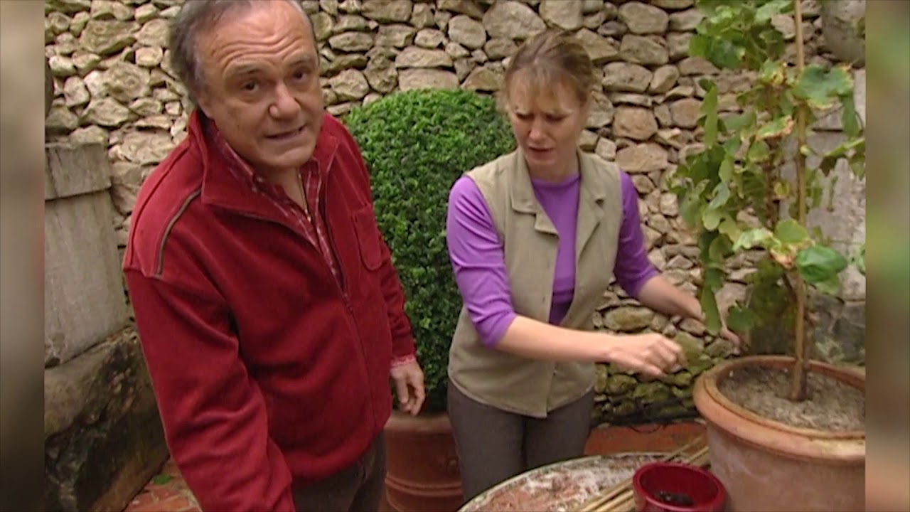 Une vigne en pot