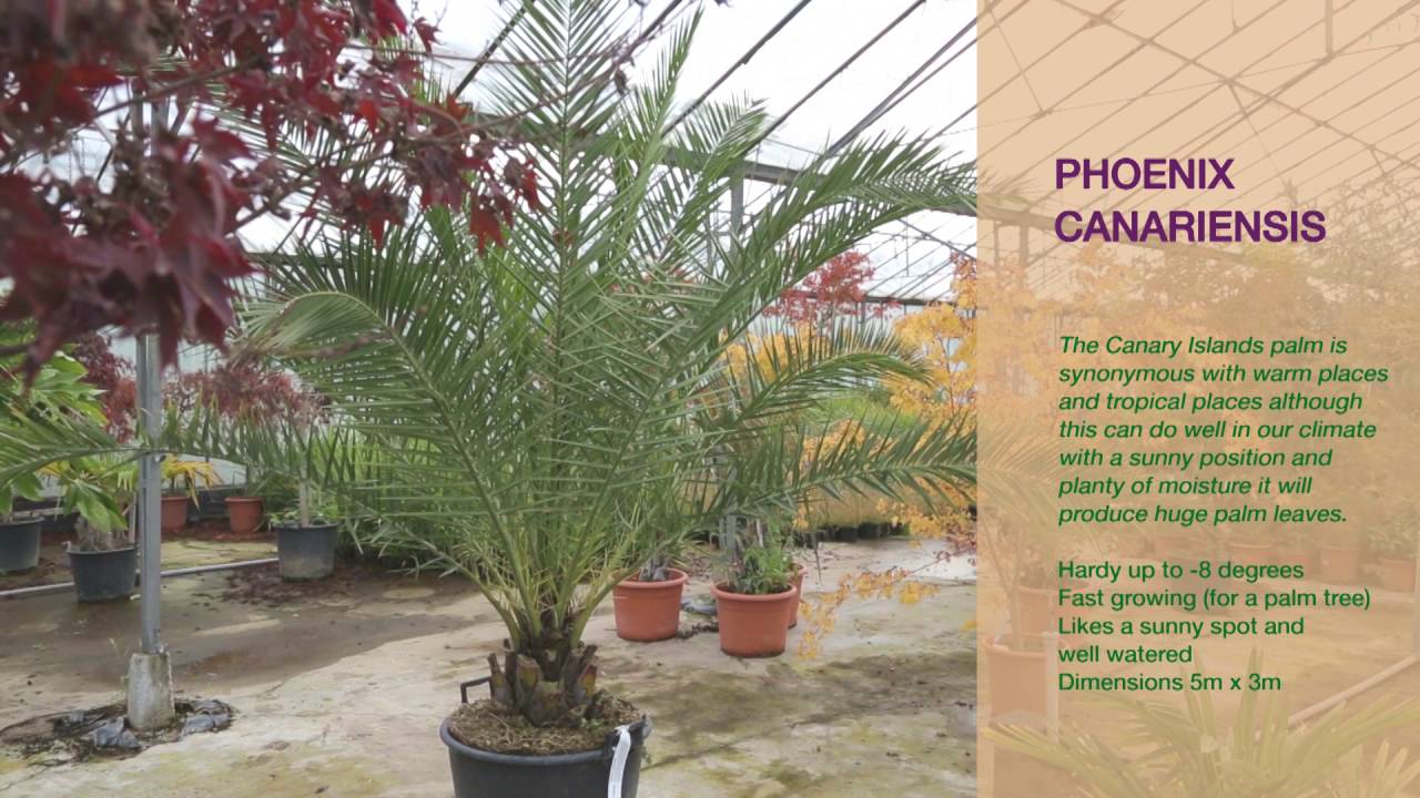 Phoenix canariensis
