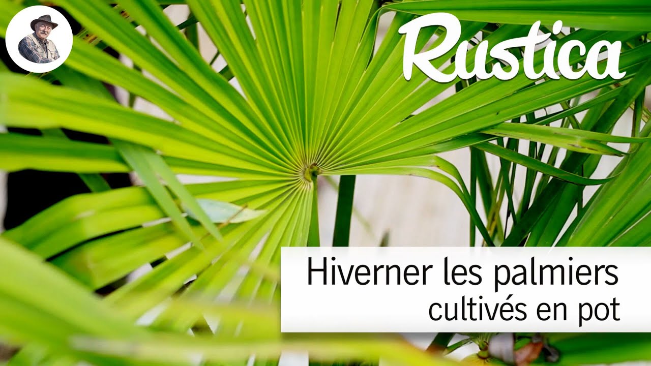 Hiverner les palmiers cultivés en pot