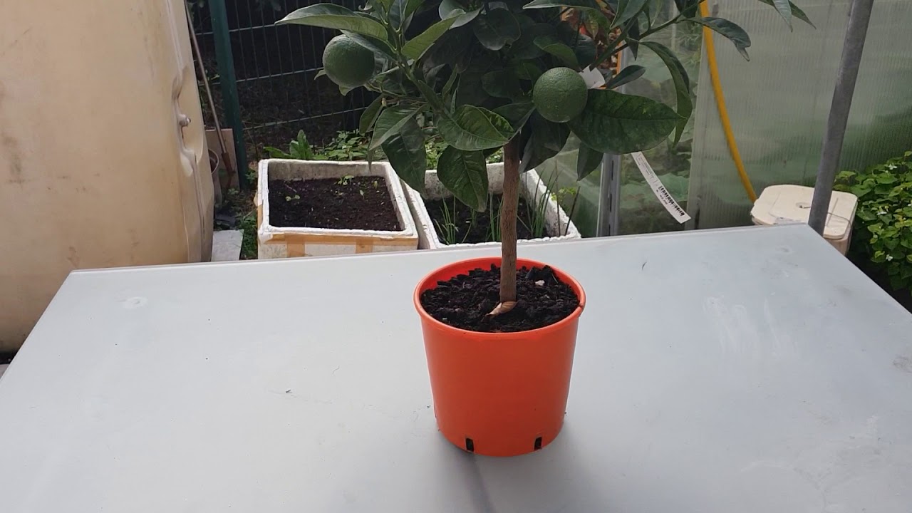 Oranger en pot