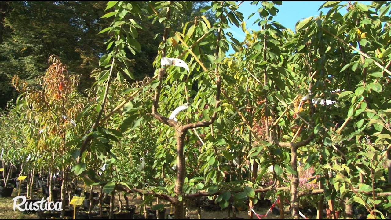 Des cerisiers en espalier