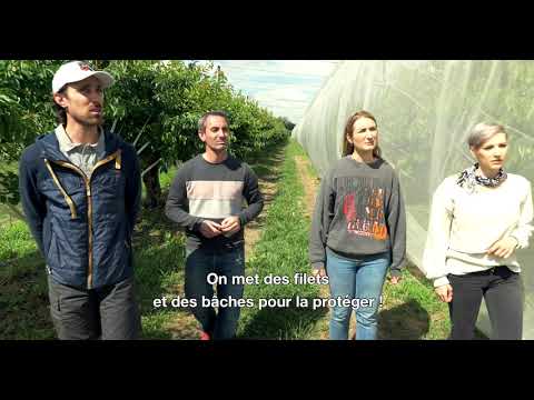A la découverte de l'exploitation de Pascal et Stéphane, producteurs de cerises 🍒