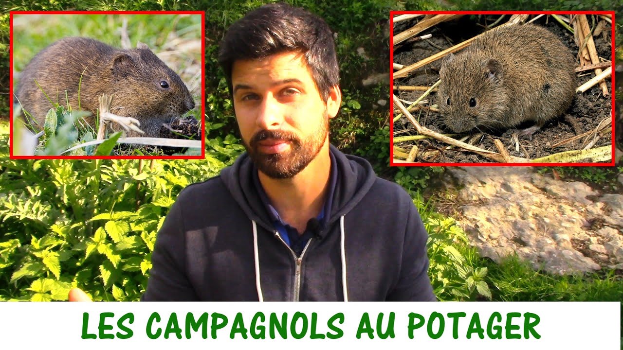 LES CAMPAGNOLS (RATS TAUPIERS) AU POTAGER