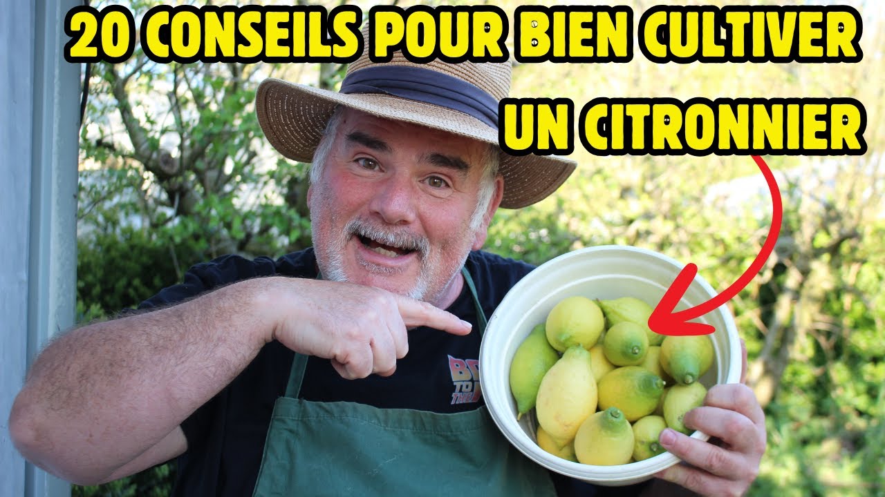 En Pot ou en Pleine Terre : Comment Avoir un Citronnier Magnifique et une Récolte Record ?
