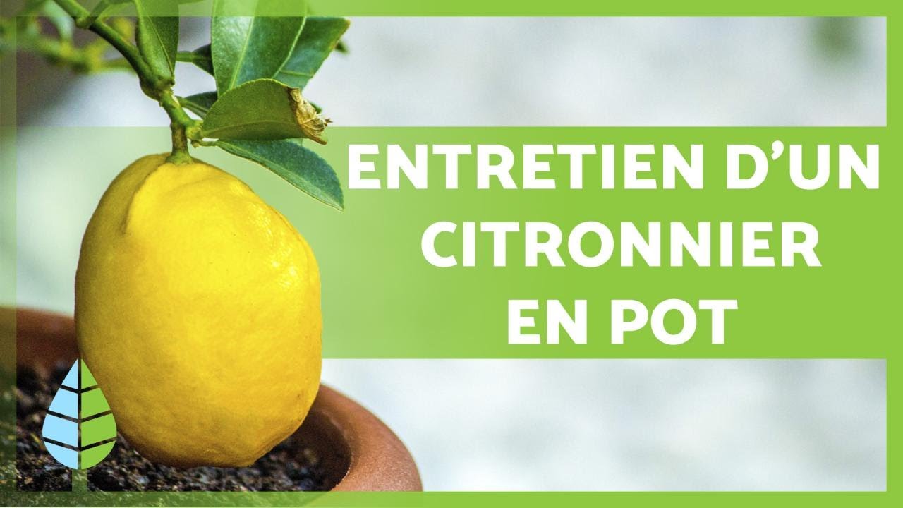 ENTRETIEN d'un CITRONNIER en POT 🍋 🌳 Arrosage, substrat, taille, et plus encore !