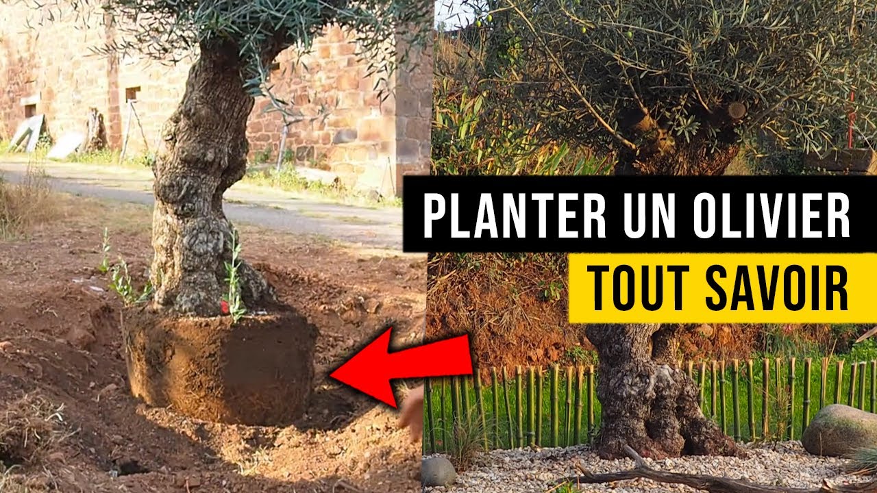 Comment Planter un OLIVIER ? Je vous dis TOUT ! (sol, exposition, où planter...)
