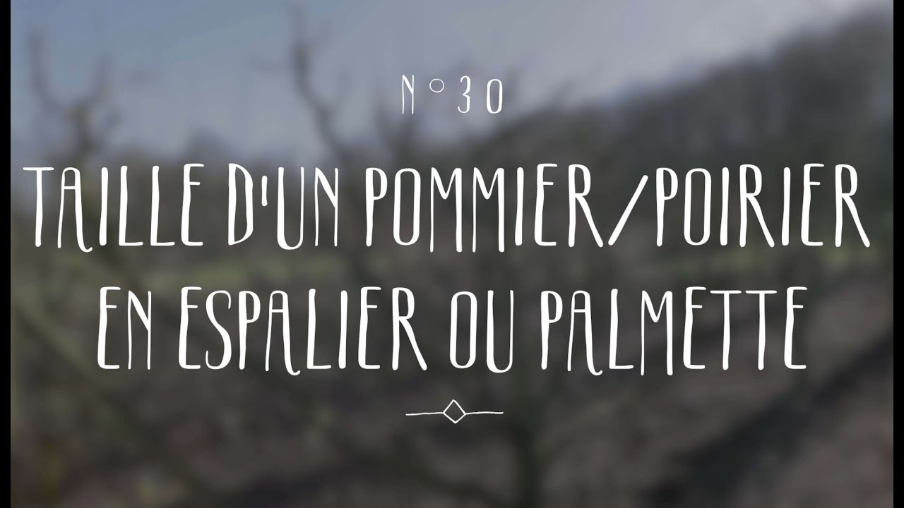 Taille d'un pommier/ poirier en espalier ou palmette