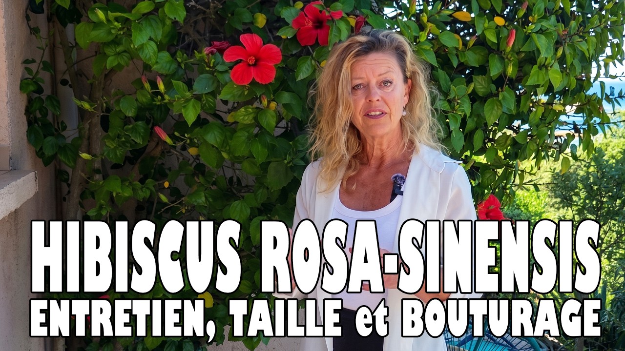 RÉUSSIR la CULTURE de l'HIBISCUS ROSA-SINENSIS : ENTRETIEN, TAILLE et BOUTURAGE