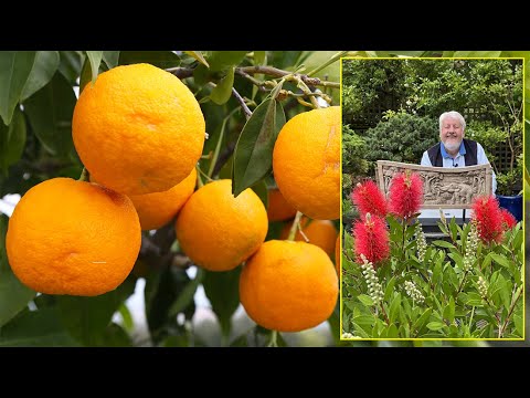 ORANGERS, AGRUMES POUR LES CLIMATS TRÈS DOUX AUX FRUITS AMERS OU SUCRÉS Le Quotidien du Jardin N°388
