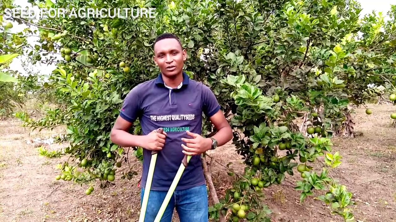 Citronnier : voici l'astuce pour réussir ta production de fruits 🍋🍏🥭🥑