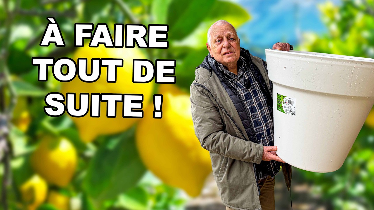 Citronnier en pot : faites ça pour avoir plein de citrons cet été ! 🍋