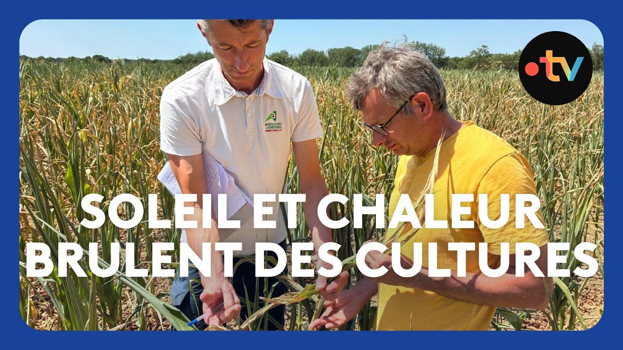canicule : des cultures grillées