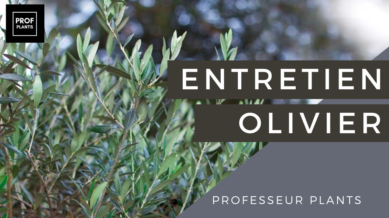 OLIVIER EN POT : UTILISATION , ENTRETIEN , TAILLE