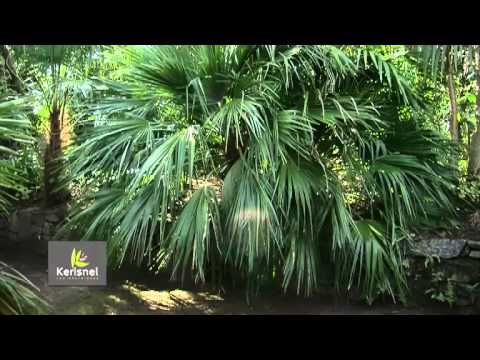 Les palmiers, plantes exotiques à la portée de tous