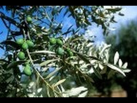L'olivier (Olea Europaea)