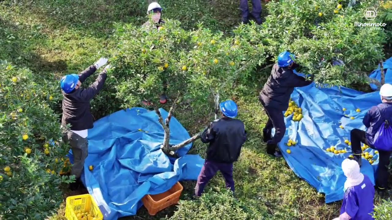Yuzu harvesting | Nihonmoto Japan | Tokushima Prefecture, Japan | Yuzu Farming | November 2024