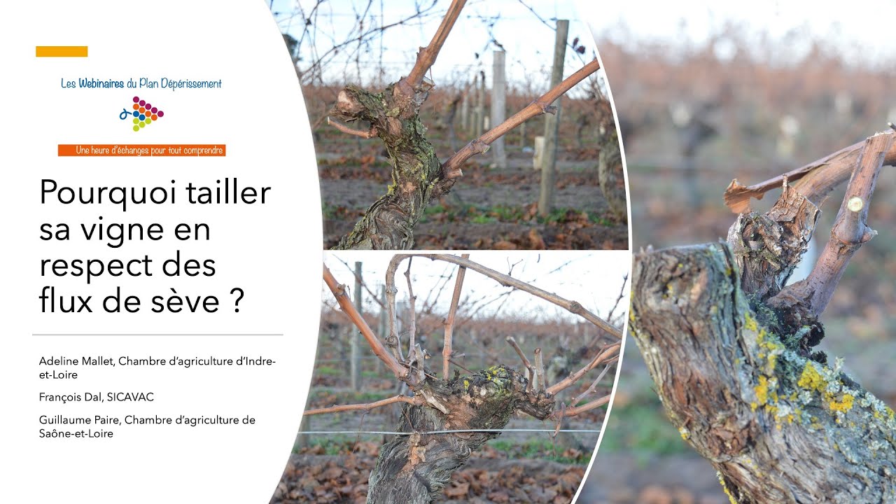 Webinaire Pourquoi tailler sa vigne en respect des flux de sève