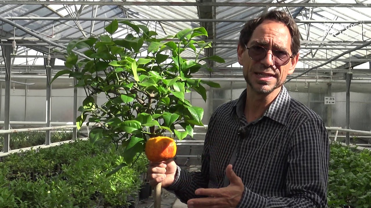 Conseil d'experts : cultiver le citronnier 'Meyer' sanguin