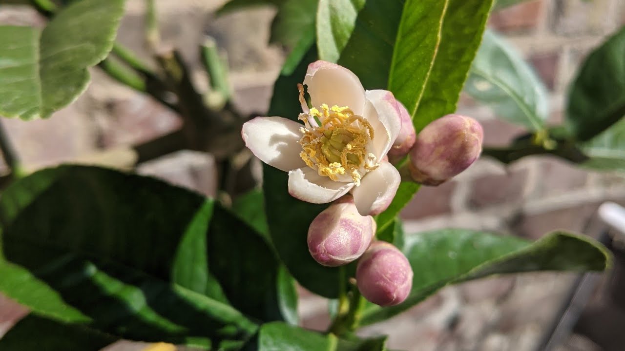 fiche de culture cédrat main de bouddha🍋