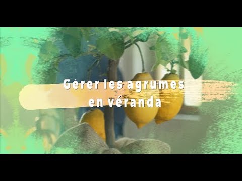 Agrumes en pots : entretien et conseils