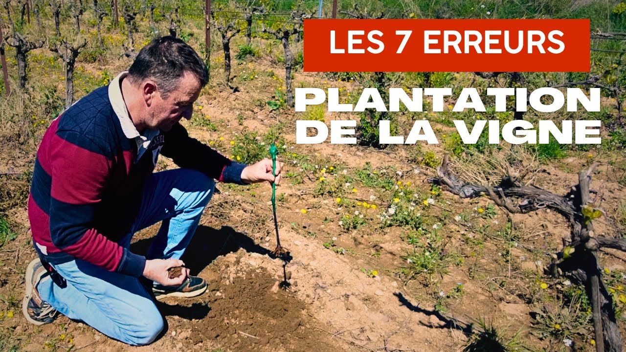 Plantation de la vigne : Les 7 erreurs à éviter !