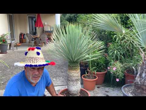 Yucca rostrata , taille , entretien et soins