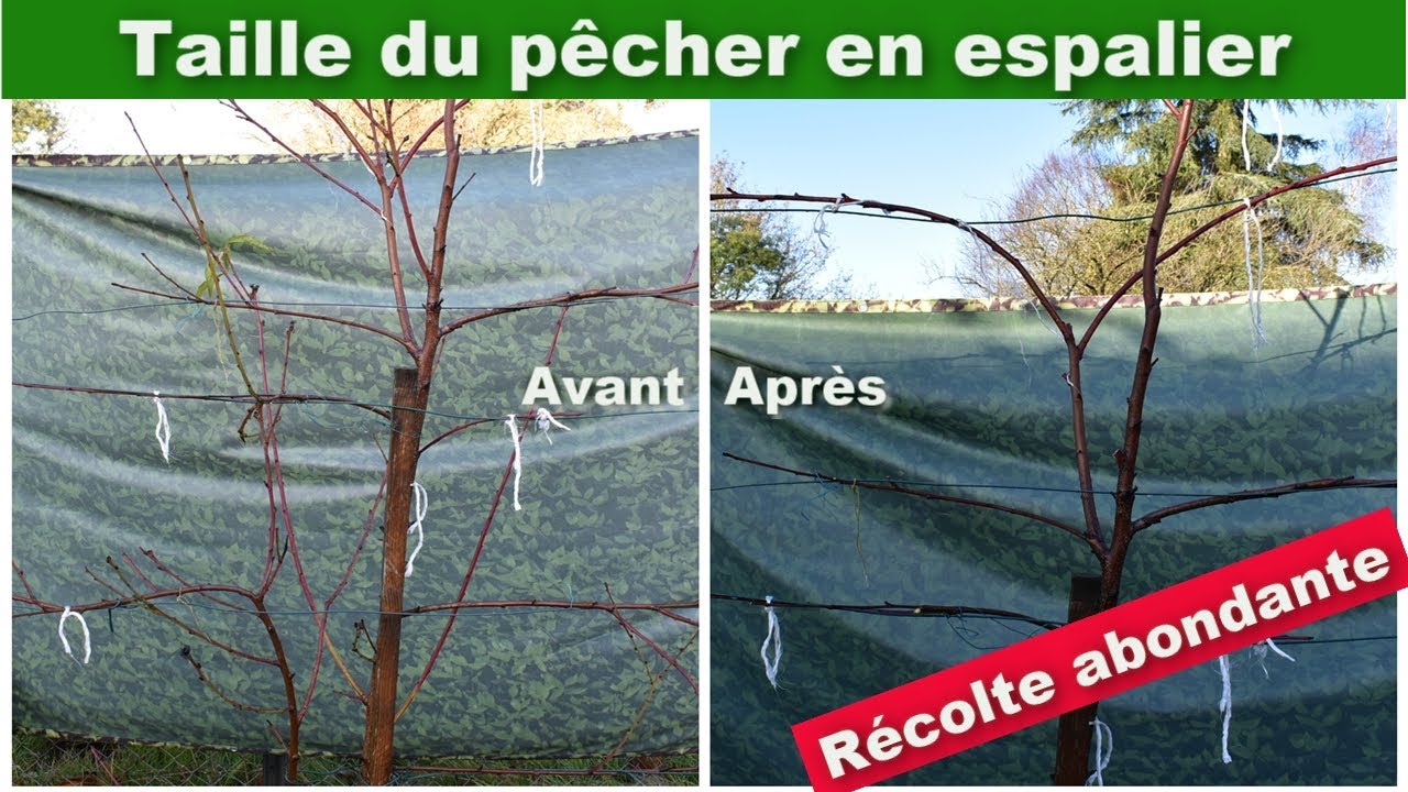 Comment tailler un pêcher ? | TAILLE d'arbre fruitier en espalier ou palissade