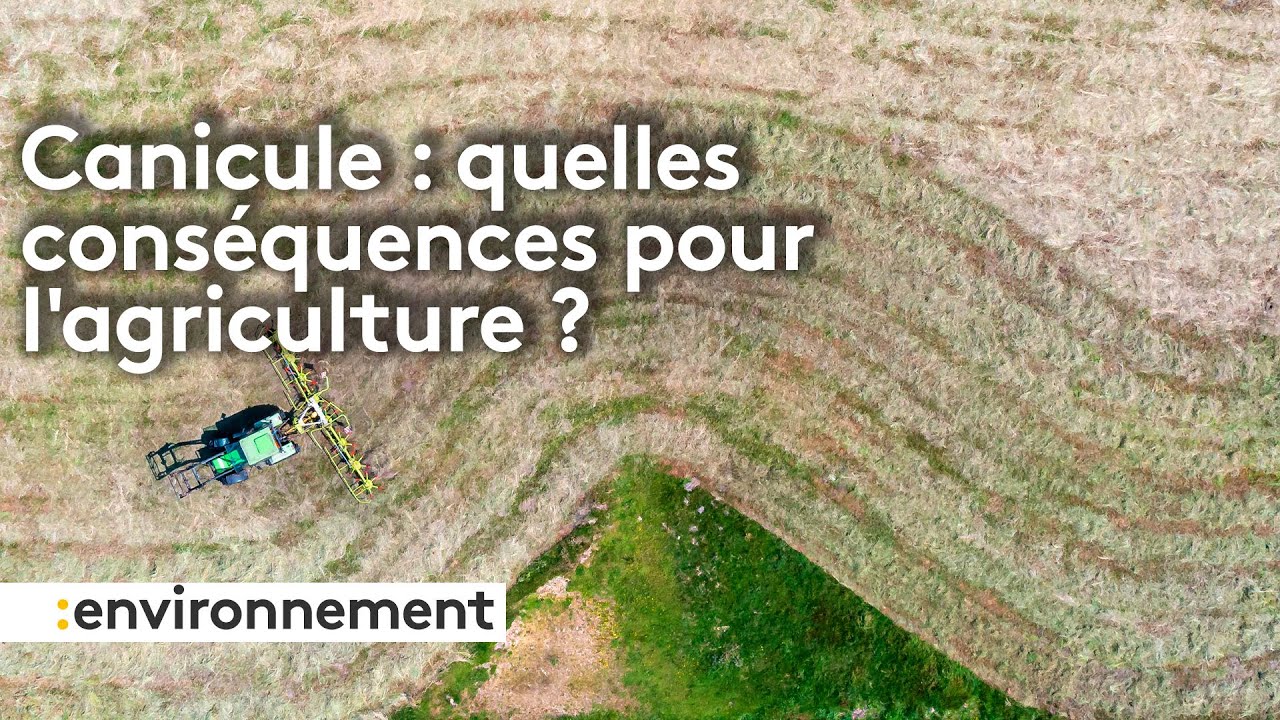 Canicule : quelles conséquences pour l'agriculture ?