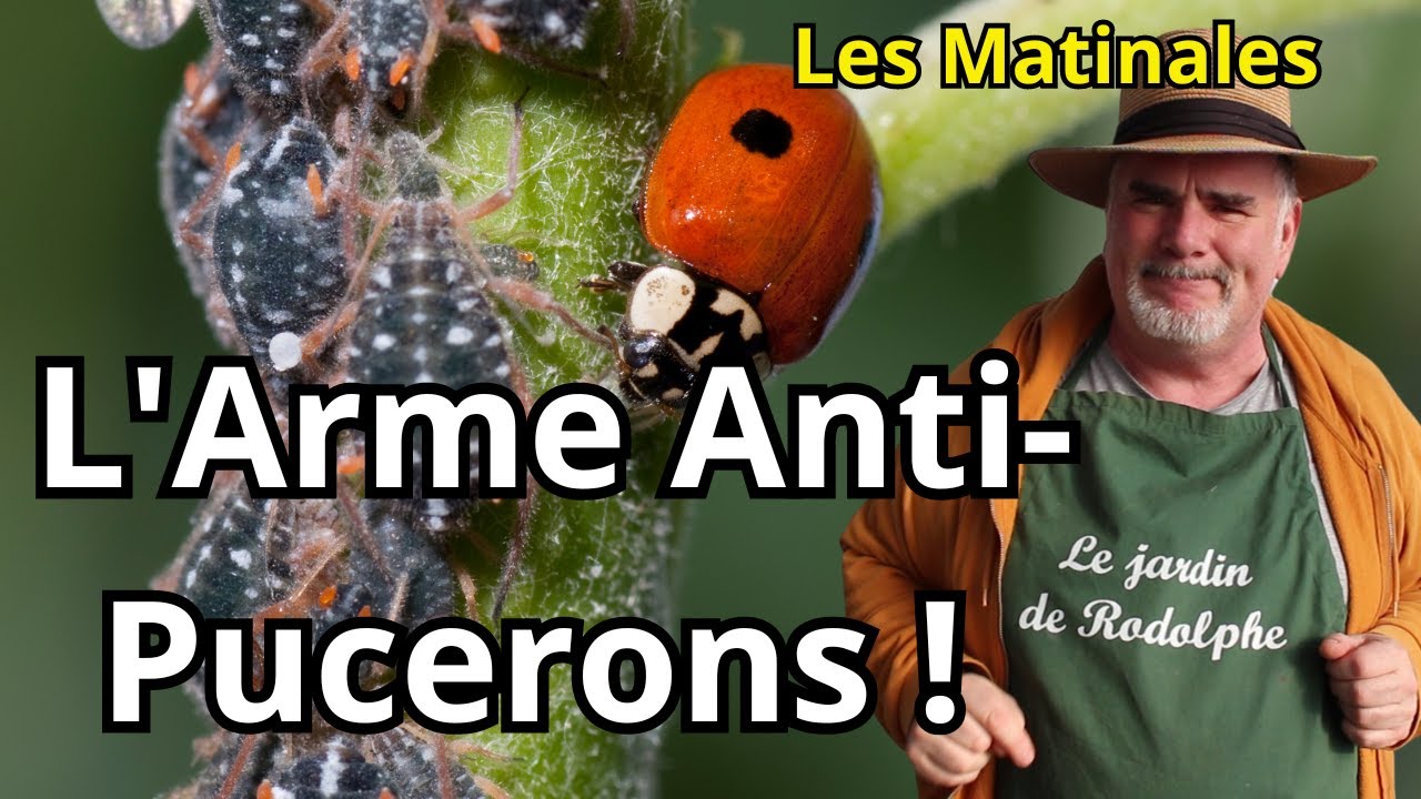 La Solution Naturelle Grâce aux Coccinelles!
