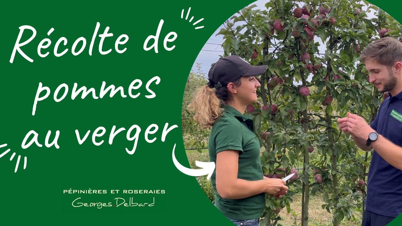 Récolte des pommes au verger