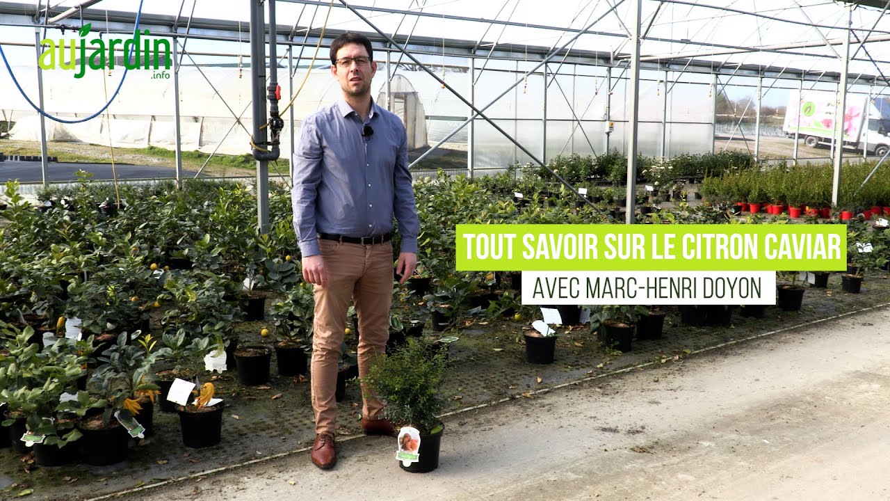 Le CITRON CAVIAR, un AGRUME très en vogue😀CONSEILS CULTURE et ENTRETIEN