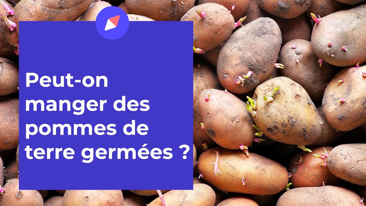 Peut-on manger des pommes de terre germées ? - Coaching Nutrition