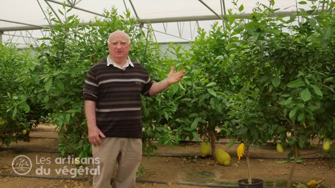 Les différentes familles d'agrumes : citron, orange, clémentine, bergamote, pamplemousse, etc. 🍋🍊