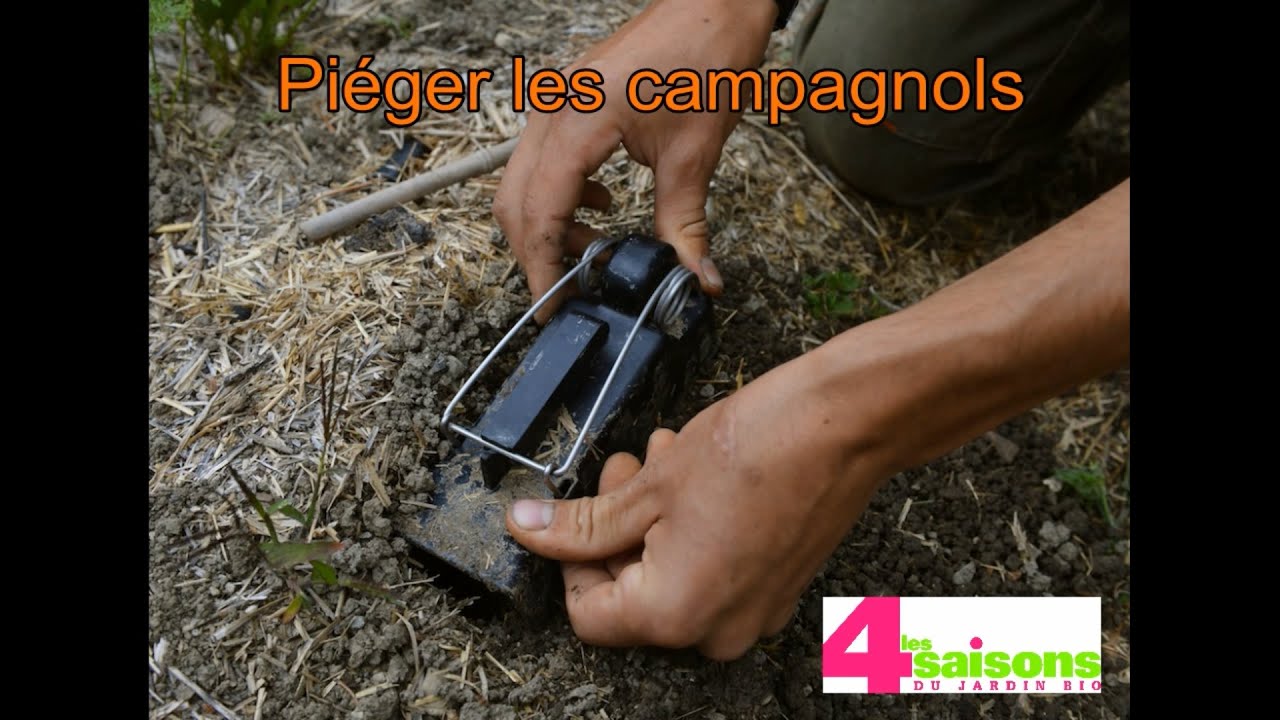 Piéger les campagnols
