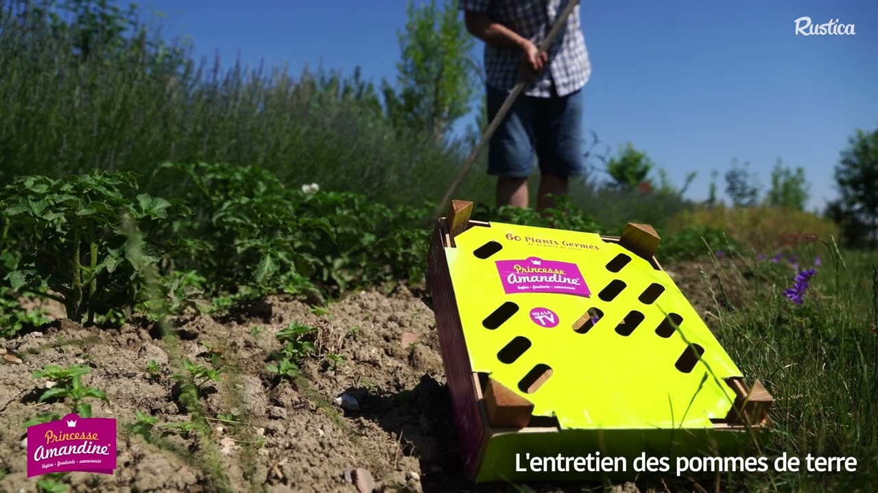 Entretenir ses pommes de terre PRINCESSE AMANDINE®