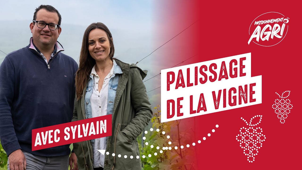 Une journée pour comprendre le palissage des vignes avec Sylvain, vigneron | Passionnément Agri S1