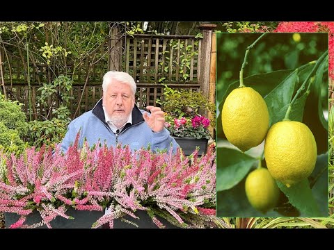 COMMENT FAIRE POUR QU’UN CITRONNIER FLEURISSE ET FRUCTIFIE ? (LE QUOTIDIEN DU JARDIN émission N°28)
