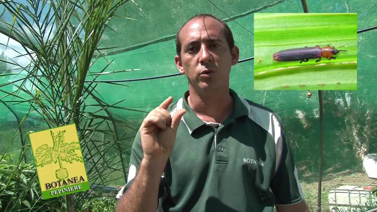 les palmiers entretien et plantation